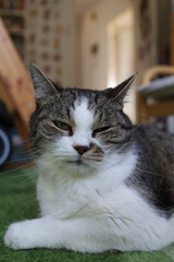 Cute white and grey cat bein a bit annoyed or grumpy.