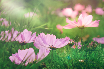 Cosmos flower with blurred background, pink meadow flowers in summer. Beautiful scenery in flower garden - Image