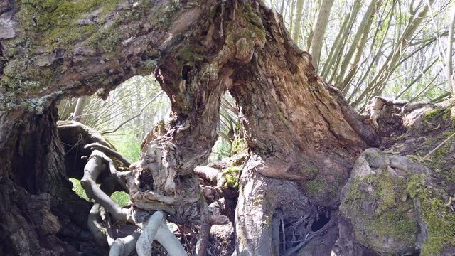 Alte Kopfweide, Salix, im Naturschutzgebiet K&uuml;hkopf-Knoblauchsaue
