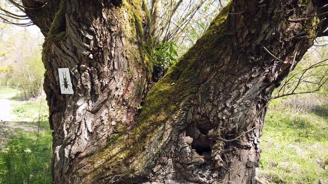 Alte Kopfweide im Naturschutzgebiet K&uuml;hkopf-Knoblauchsaue