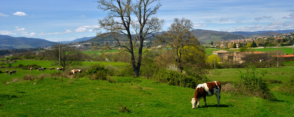 Panoramique la vache montbéliarde sur l'herbe des monts du Massif Central, département de...