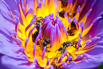 Honey bee keeping the nectar from the tassel of the lotus