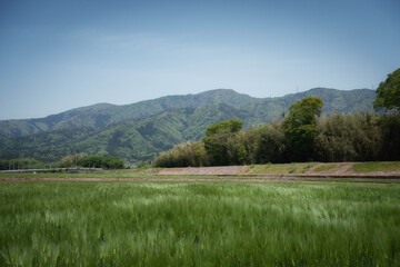 Fototapeta na wymiar 新緑の麦畑と田舎の風景