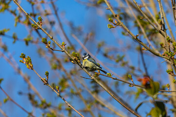 Blue Tit bird on a branch in Spring
