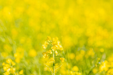 美しい黄色の菜の花と一面、黄色の菜の花畑