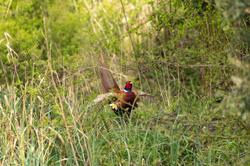 Pheasant calling in the English countryside
