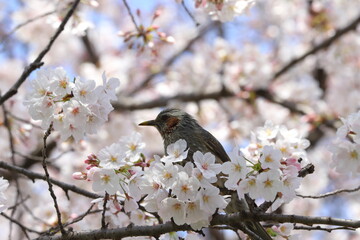 春の公園に咲くソメイヨシノのサクラの枝に止まるヒヨドリ