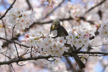 春の公園に咲くソメイヨシノのサクラの枝に止まるヒヨドリ