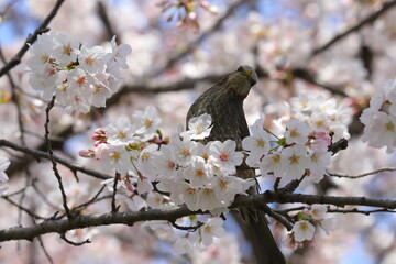 春の公園に咲くソメイヨシノのサクラの枝に止まるヒヨドリ