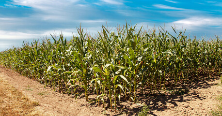 On the edge of a Corn field. Green corn field growing up against a blue sky. Summer landscape. 