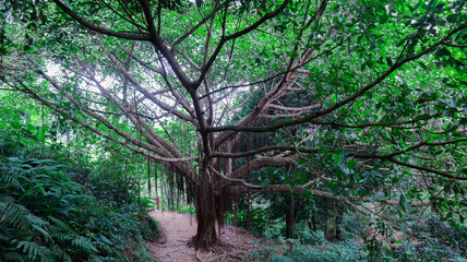 Spooky green Indian banyan tree in Khagrachari, Bangladesh