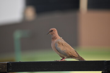 Beautiful and Calm Bird