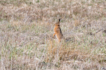hare in the grass