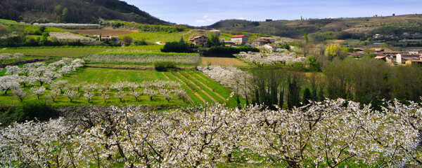 Panoramique le massif central en pommiers fleuris de fleurs blanches, département de l'Ardèche en...