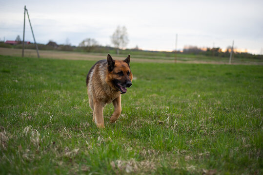 German shepherd dog in a green field