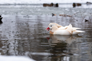 Male white mandarin duck albino swimming and eating seed in winter