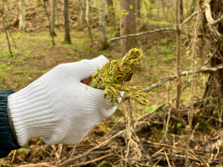 軍手をはめてタラの芽を集める