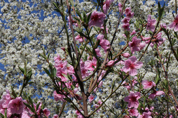 White and pink cherry, peach, apricot, plum, apple, pear blossom. Flowers of fruit trees. Bright and fresh flowers.
