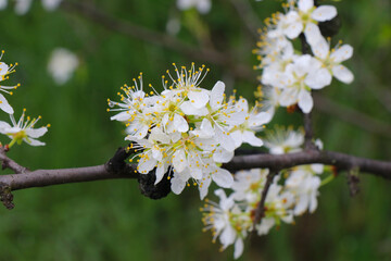 White and pink cherry, peach, apricot, plum, apple, pear blossom. Flowers of fruit trees. Bright and fresh flowers.