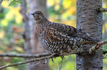 female spruce grouse in a tree