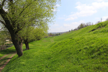 A forest clearing with lush green grass in spring. The clearing is surrounded by pine trees, white flowering trees and young green shrubs.