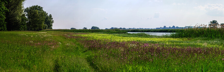 Sommerwiese am Fluss