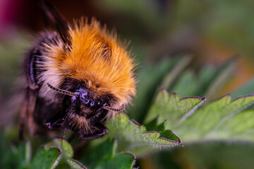 A beautiful insect is resting on the green leaves of a flower. Close up.
