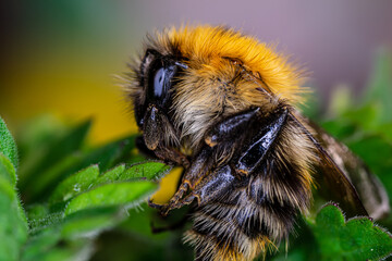 A beautiful insect is resting on the green leaves of a flower. Close up.