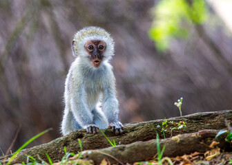Naklejka premium Südafrika Affenbaby, Safari, 