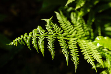 Fern fresh leaf close up, selective focus.