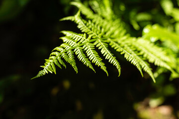 Fern fresh leaf close up, isolated, selective focus.