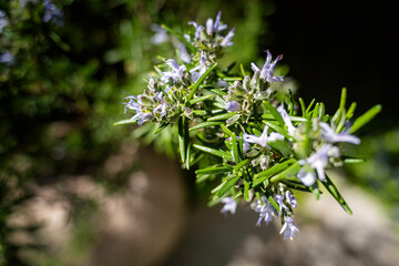 Lilac flowers of rosemary in spring, macro close up, selective focus