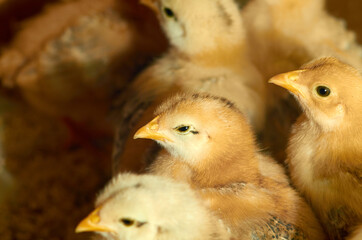 Photo of a little yellow kid chick