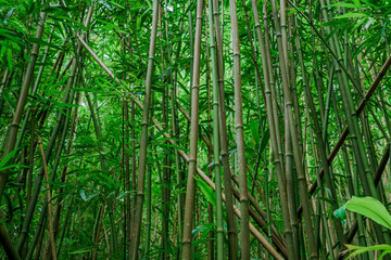 Obraz na płótnie Canvas Bamboo forest, Moleka Trail, Tantalus, Honolulu, Oahu, Hawaii. Bamboo shoots