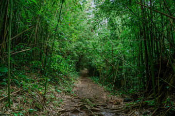 Obraz premium Bamboo forest, Moleka Trail, Tantalus, Honolulu, Oahu, Hawaii. Bamboo shoots