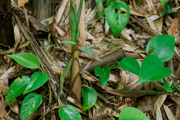 Bamboo forest, Moleka Trail, Tantalus, Honolulu, Oahu, Hawaii. Bamboo shoots