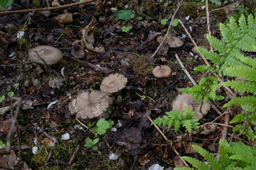 The Shield Pinkgill (Entoloma clypeatum) is an edible mushroom