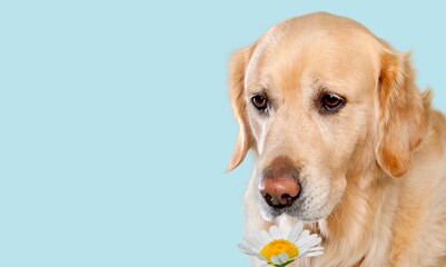Banner.