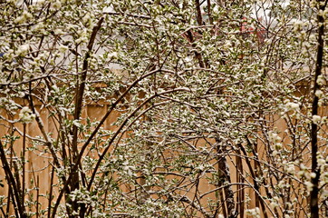 A late, heavy snowfall on the fallen tree branches,  Sofia, Bulgaria 