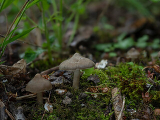 The Shield Pinkgill (Entoloma clypeatum) is an edible mushroom