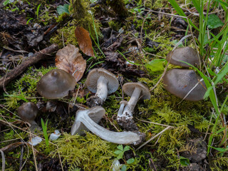 The Shield Pinkgill (Entoloma clypeatum) is an edible mushroom