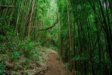 Bamboo forest, Puu Ohia Trail, Tantalus, Honolulu, Oahu, Hawaii. Bamboo shoots