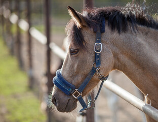 Portrait of a sporty gray horse with a bridle.