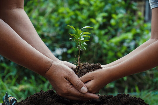 women helrp to plant tree concept to reduce global warming