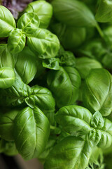 Organic basil leaves grown without pesticides and harmful substances. Environmentally friendly greenery.