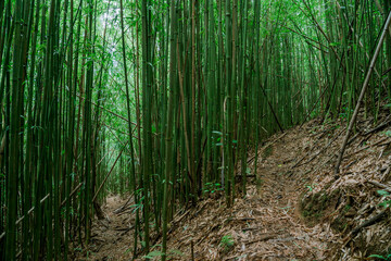 Bamboo forest, Puu Ohia Trail, Tantalus, Honolulu, Oahu, Hawaii. Bamboo shoots