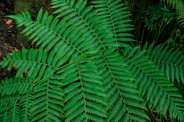 Fern in the forest, Tantalus, Honolulu, Oahu, Hawaii. Puu Ohia Trail