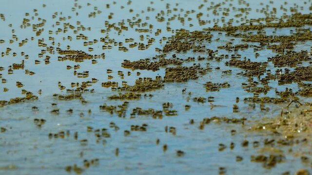 Diptera Ephydridae (shore Fly, Brine Fly) On The Surface In The Water In The Salty Estuary, Ukraine.