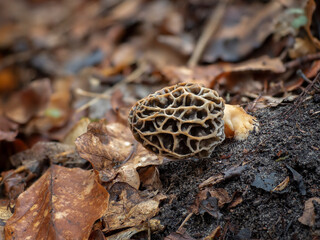 The Yellow Morel (Morchella esculenta) is an edible mushroom