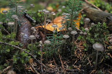 The Mycena vulgaris is an inedible mushroom